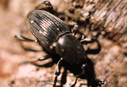 adult weevil